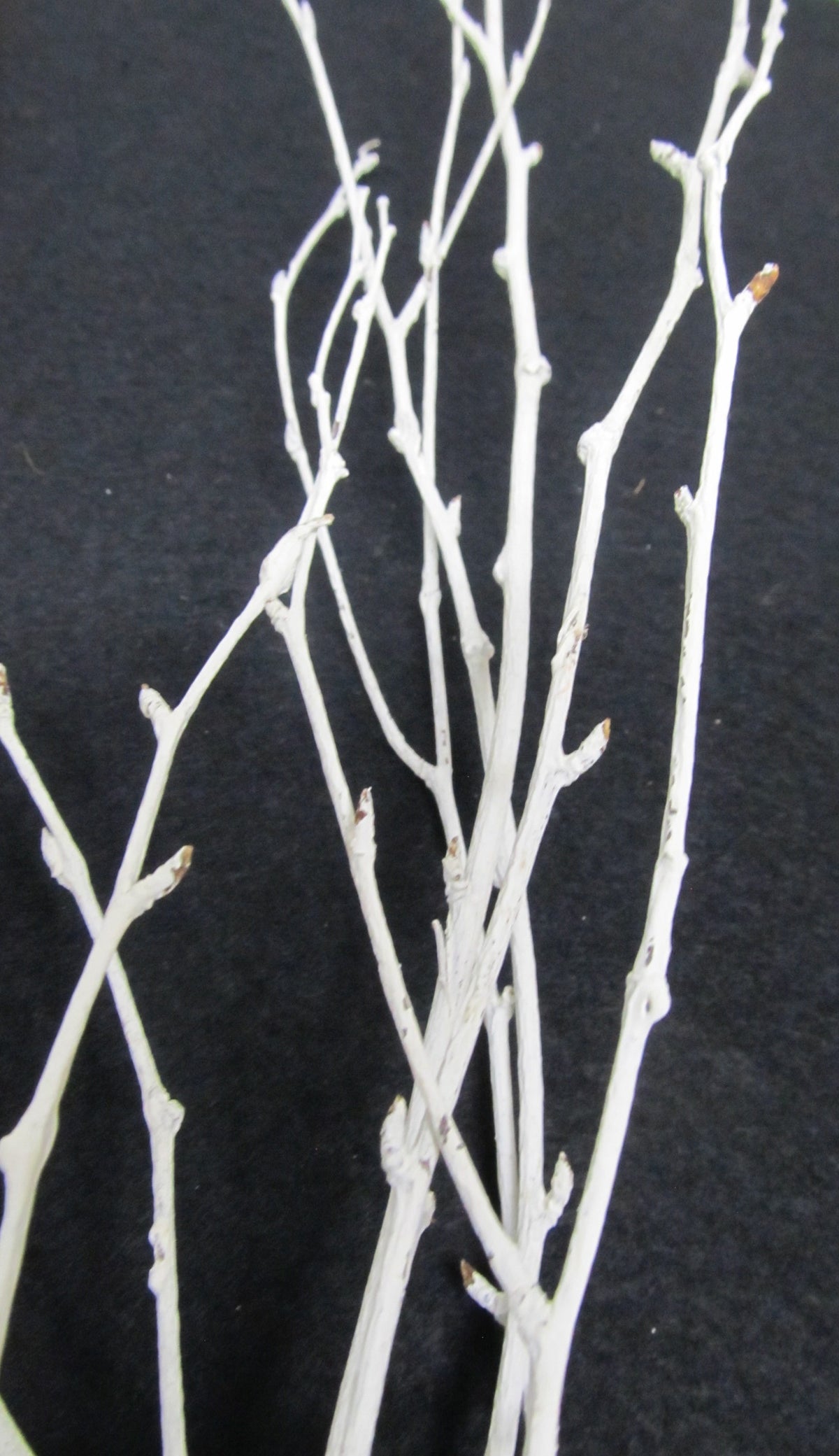 Birch Branches – White