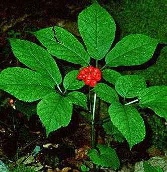 Panax quinquefolius - American Ginseng - Wildflower