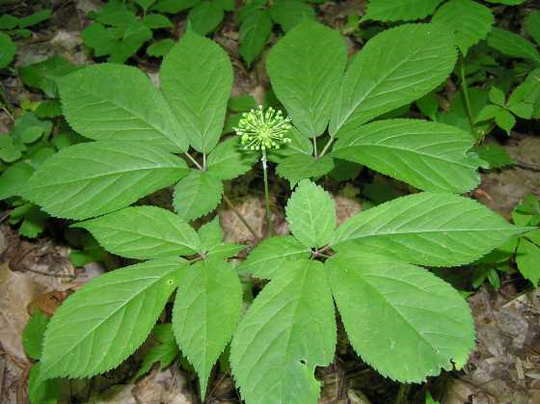 Panax quinquefolius - American Ginseng