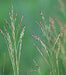 Panicum virgatum - Switch Grass - Carex/Grass