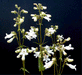 Penstemon digitalis - White Beardtongue - Wildflower