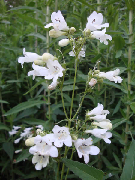 Penstemon digitalis - White Beardtongue