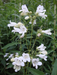 Penstemon digitalis - White Beardtongue - Wildflower