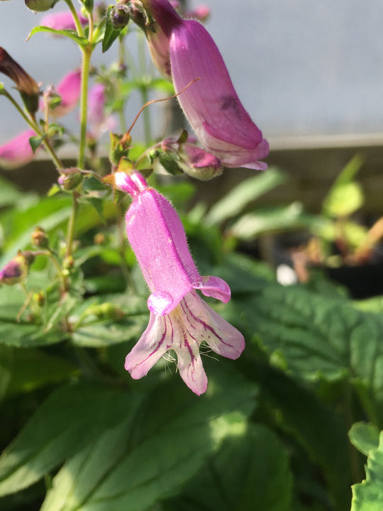 Penstemon smallii - Smalls Penstemon