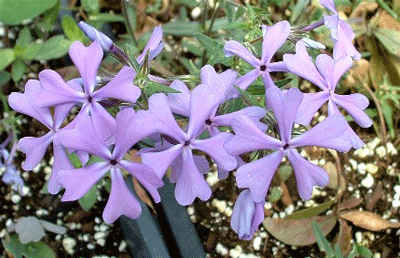 Phlox divaricata - Blue Phlox