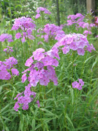 Phlox glaberrima- Smooth Phlox