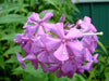 Phlox maculata - Sweet William Phlox - Wildflower