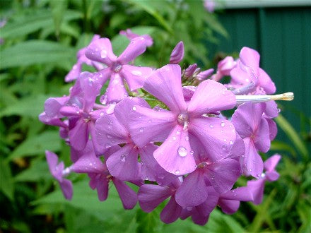 Phlox maculata - Sweet William Phlox