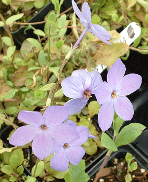 Phlox stolonifera - Creeping Phlox