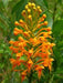 Platanthera ciliaris (Habenaria ciliaris) - Yellow Fringed 