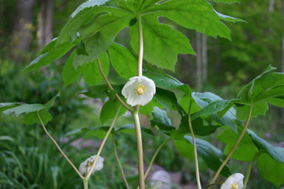 Podophyllum peltatum - May Apple - Wildflower