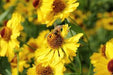 Pollinator Garden Collection - Wildflower
