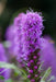 Pollinator Garden Collection - Wildflower