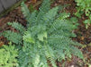 Polystichium acrostichoides - Christmas Fern - Fern