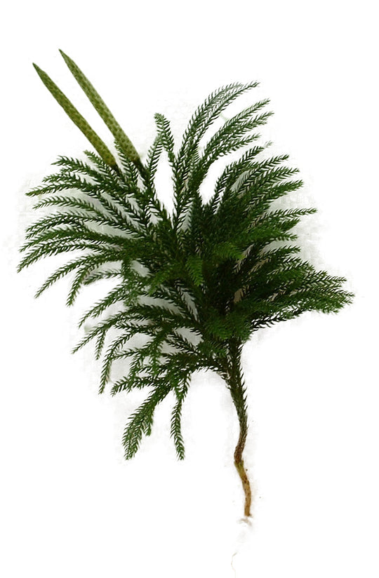 Princess Pine Stems - Bundle of 10