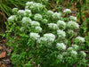 Pycnanthemum flexuosum - Appalachian mountain mint - 