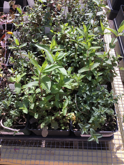Pycnanthemum muticum - Mountain Mint - Wildflower