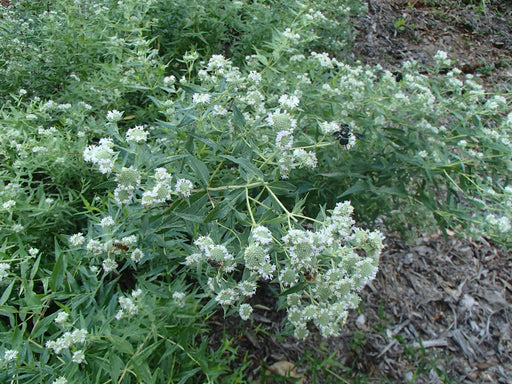 Pycnanthemum virginianum – Mountain Mint - Wildflower