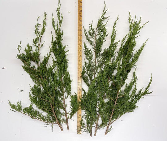 Red Cedar Stems 8-16" - Bundle of 10