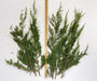 Red Cedar Tips - Bundle of 5 Stems - Greenery