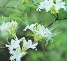 Rhododendron alabamense - Alabama Azalea - Shrub