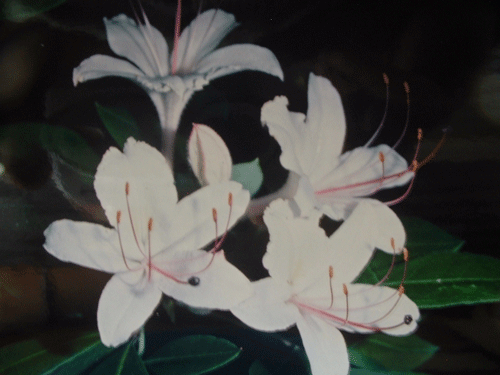 Rhododendron arborescens