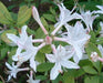 Rhododendron atlanticum - Costal Azalea - Shrub