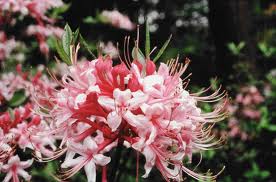 Rhododendron canescens - Piedmont Azalea - Shrub