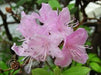Rhododendron carolinianum - Carolina Rhododendron Punctatum 