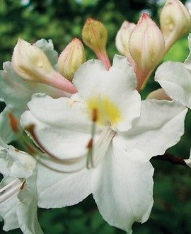 Rhododendron colemanii - Red Hills Azalea - Shrub