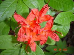 Rhododendron cumberlandense - Cumberland Azalea