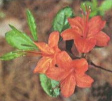 Rhododendron flammeum - Oconee Azalea - Shrub