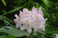 Rhododendron maximum - Rosebay Rhododendron - Bagged 