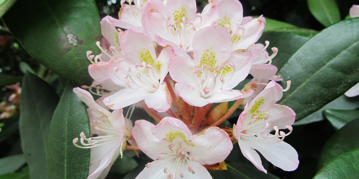 rhododendron basilicum Rhododendron maximum
