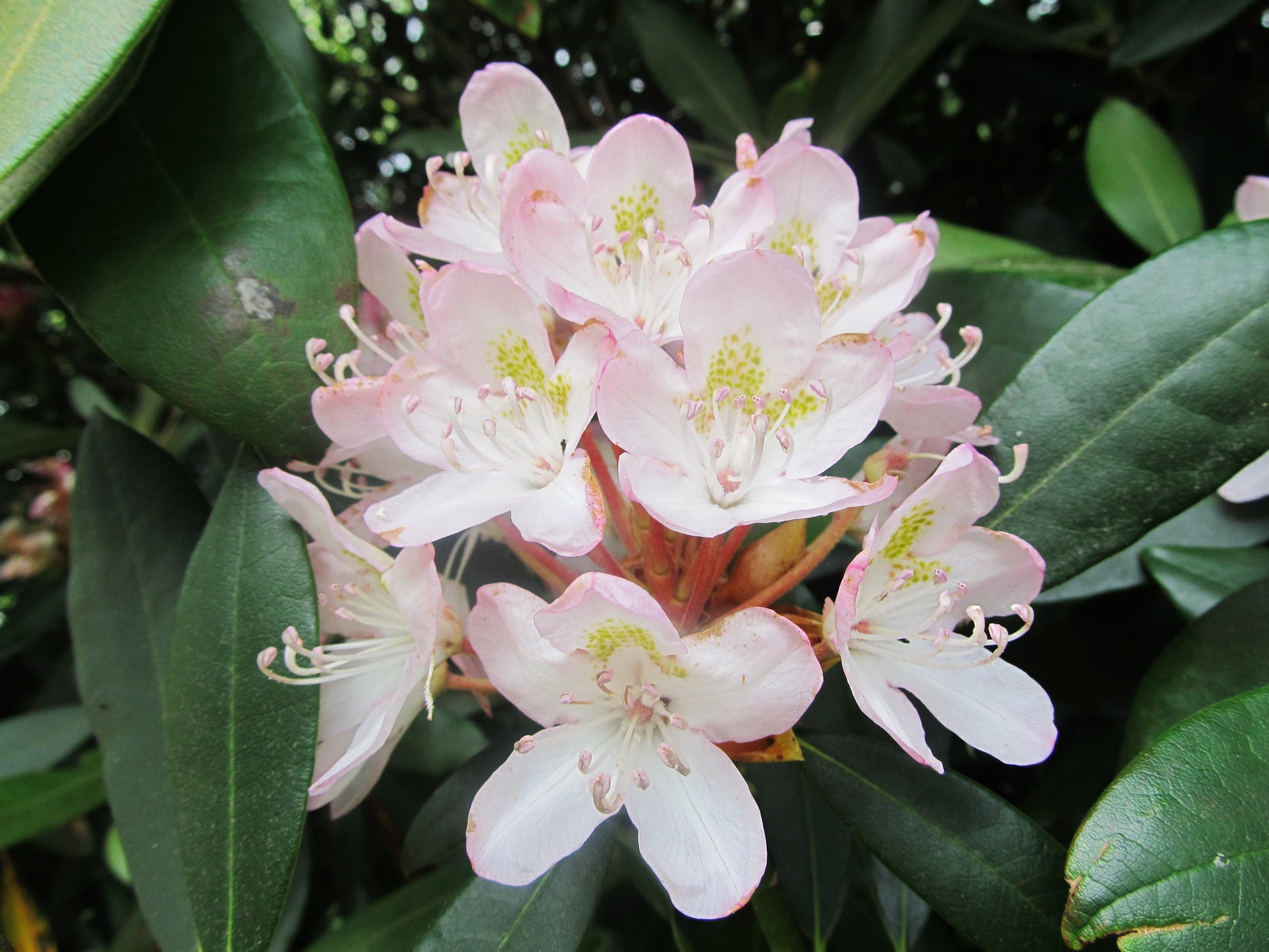 Rhododendron maximum - Rosebay Rhododendron — Gardens of The Blue Ridge