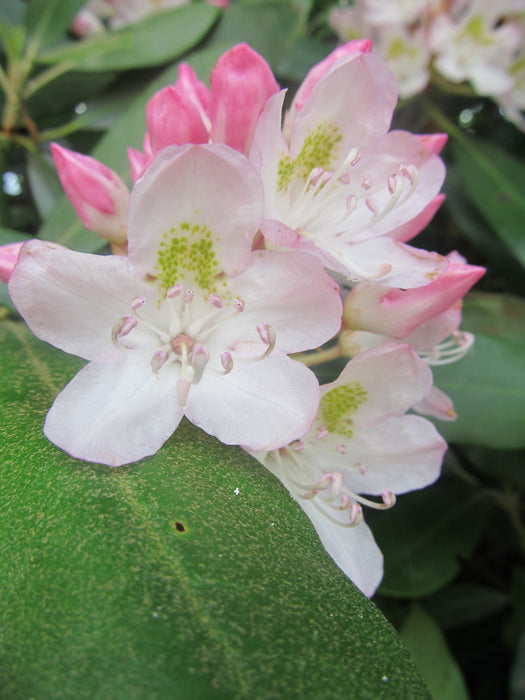 Rhododendron maximum - Rosebay Rhododendron - Shrub