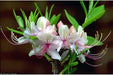 Rhododendron periclymenoides - Pinxter Flower Azalea - Shrub