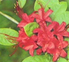 Rhododendron prinophyllum - Roseshell Azalea — Gardens of The Blue Ridge