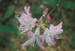 Rhododendron vaseyi - Pink Shell Azalea - Shrub