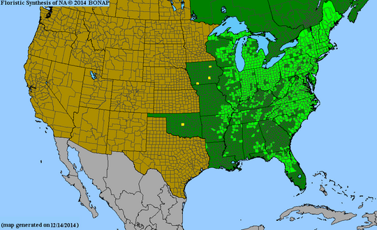 Rosa palustris - Swamp Rose