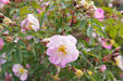 Rosa palustris - Swamp Rose - 3 Gallon Pot - Shrub
