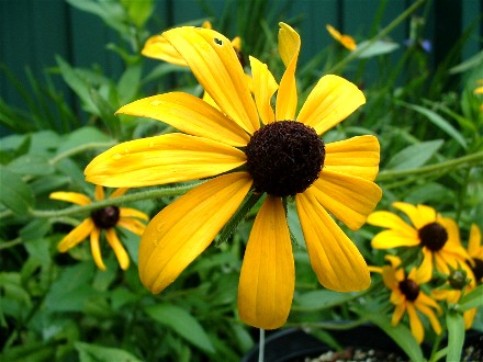 Rudbeckia hirta - Black-eyed Susan
