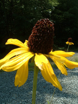 Rudbeckia maxima - Large Coneflower