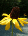 Rudbeckia maxima - Large Coneflower - Wildflower