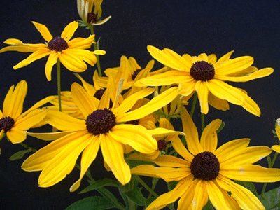 Rudbeckia subtomentosa - Sweet Coneflower - Wildflower