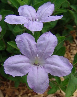 Ruellia humilis - Wild Petunia