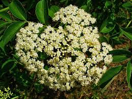 Sambucus Canadensis - Elderberry