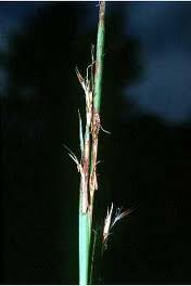 Schizachyrium scoparium - Little Blue Stem - Carex/Grass