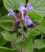 Scutellaria ovata - Heart-leaved Skullcap - Wildflower