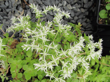 Sedum ternatum - Woodland Stonecrop - Wildflower